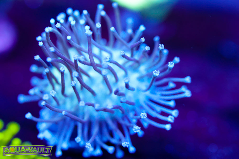 Blue Toadstool Leather