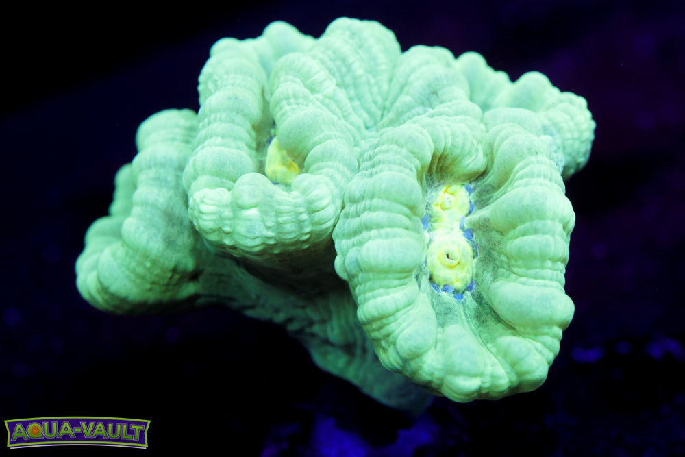 Teal Trumpet Coral