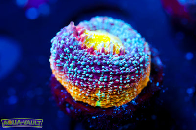 CV Rainbow Master Bowerbanki $$$$$$