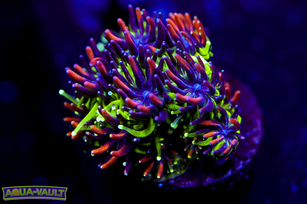 Sonic the Hedgehog Galaxea