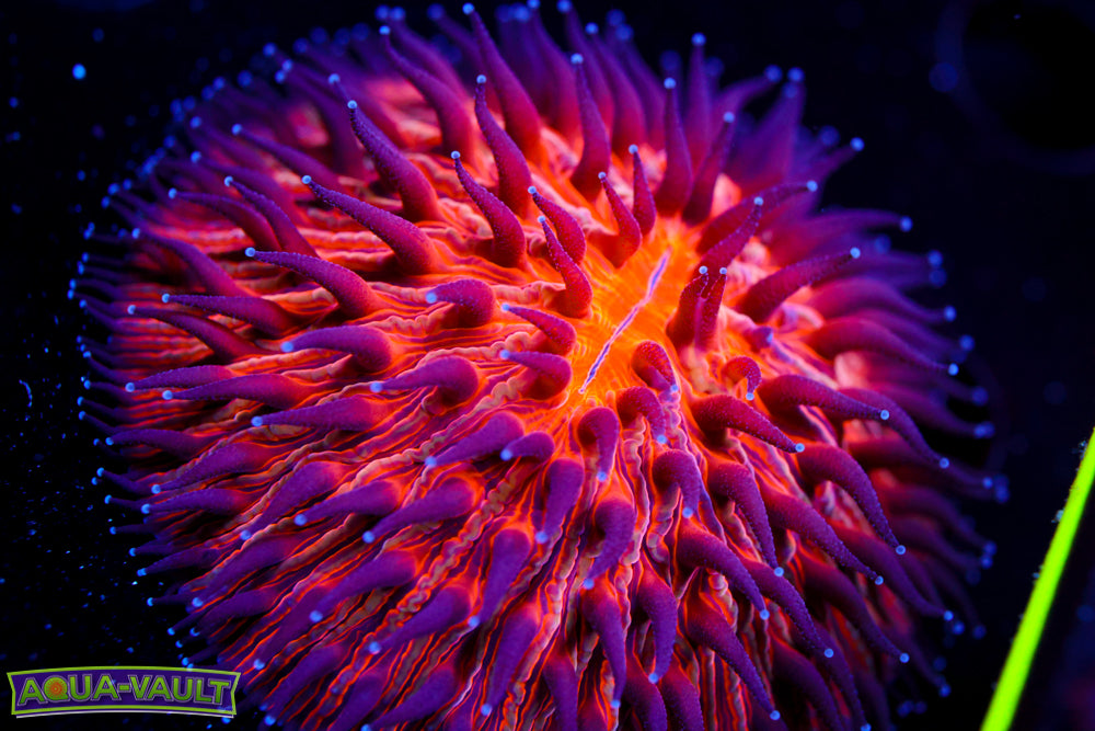 Purple Haze Dome Plate