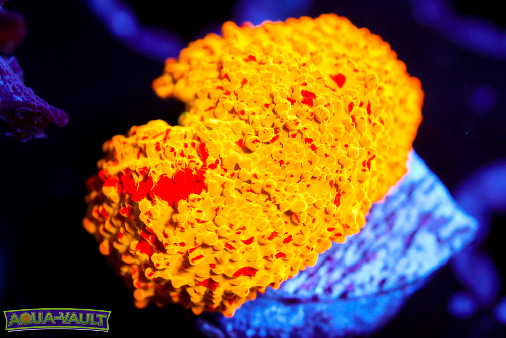 OG Jawbreaker Discosoma Mushroom $$$$$