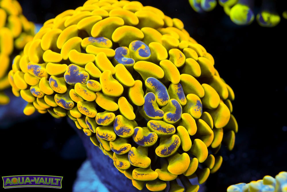 True Yellow Splatter Hammer $$$$