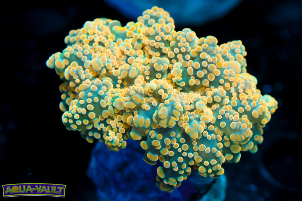 False Yellow Octospawn