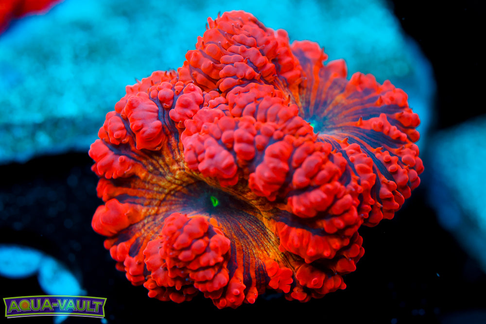 CV Gold Dust Double Blasto $$$$