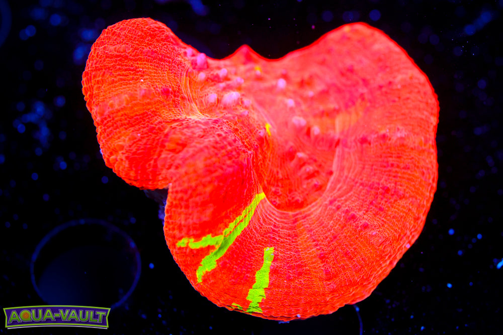 Reverse Bleeding Apple Scoly