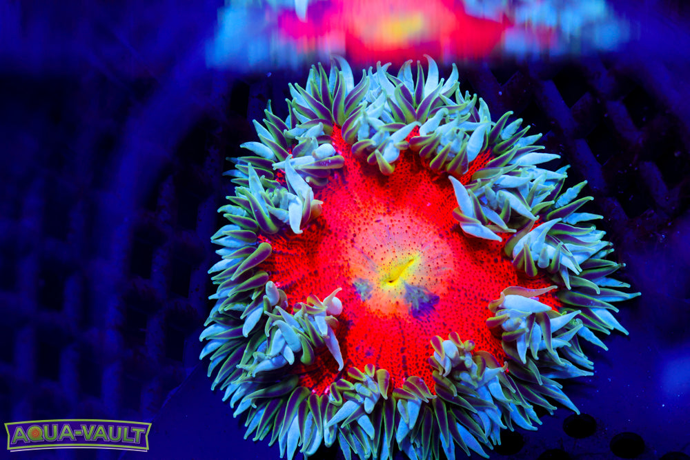 Bulls Eye XL Rock Flower