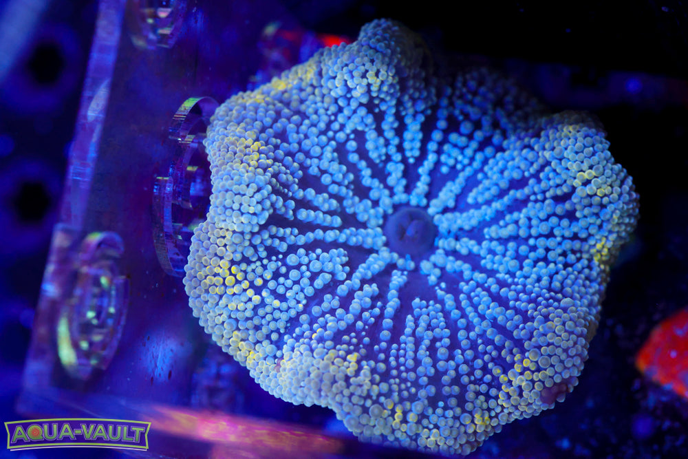 Yellow Carpet Anemone