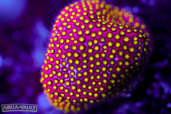 Electric Daisy Stylocoeniella 1