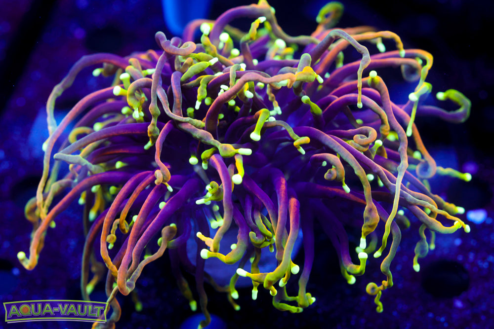 Large Dragon Soul Torch