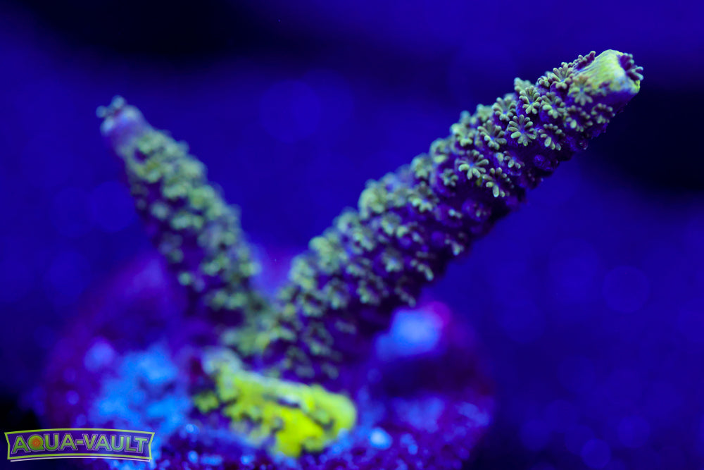 BC Conveyor Belt of Fleshfunce Milli