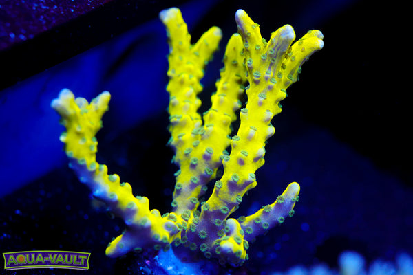 RRC Golden Rod