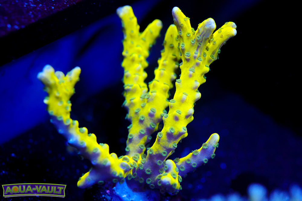 RRC Golden Rod