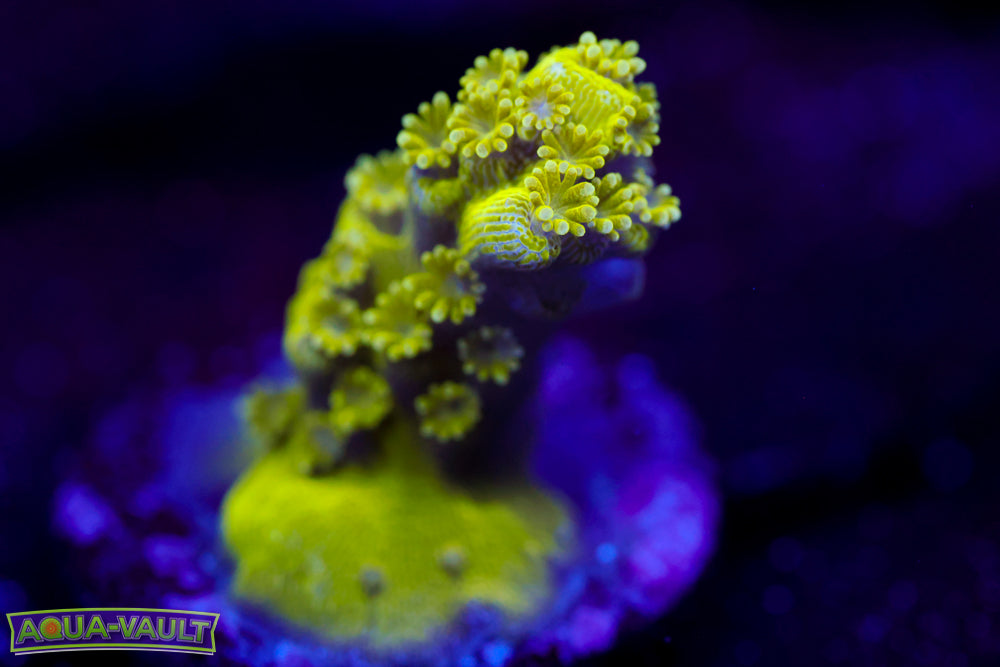 AV99 Orange Crush Acro