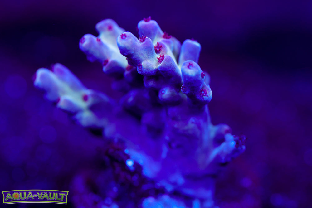 BC Space Laser Acro 1