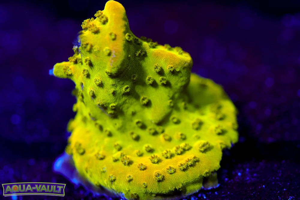 Pink Paletta Acropora