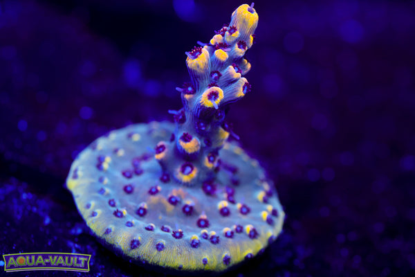 RMF Tiger's Blood Acro