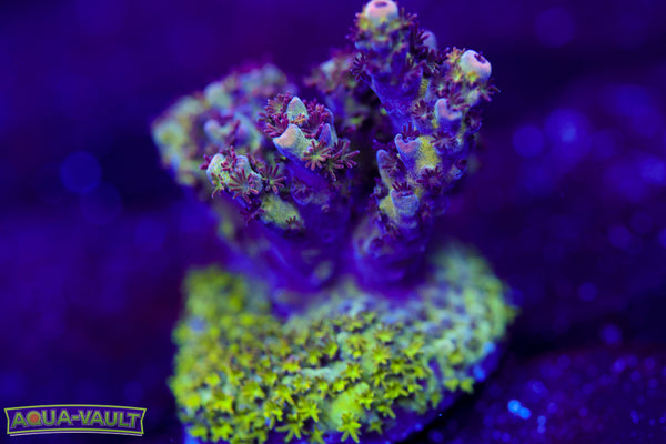 WWC Heart Breaker Acro