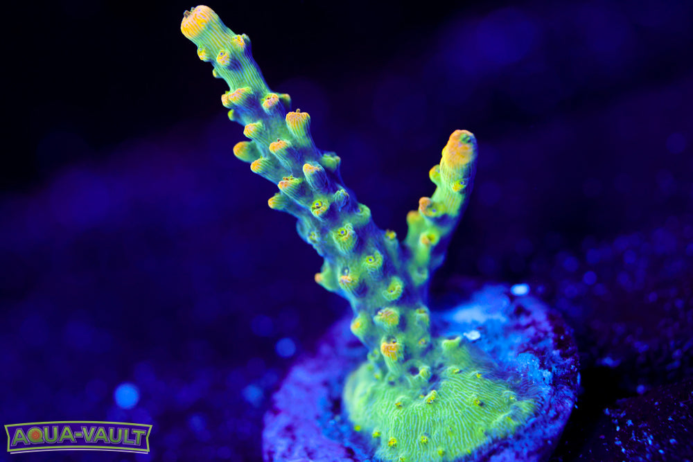 CV Pixie Stick Acro 2