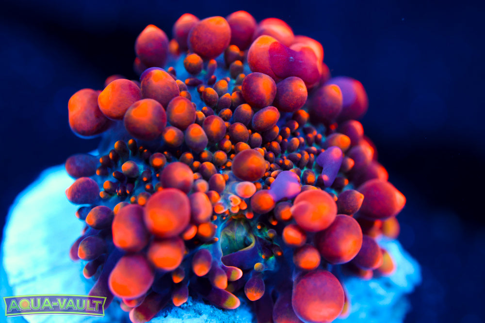 CV Animal Bean Bag Bounce $$$$$