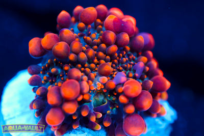 CV Animal Bean Bag Bounce $$$$$