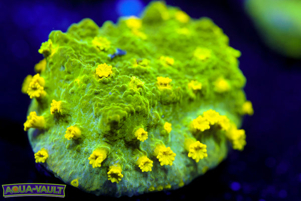 Glow Worm Astreopora