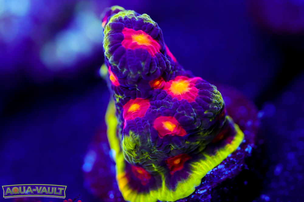 JF Alien Antivenom Favia