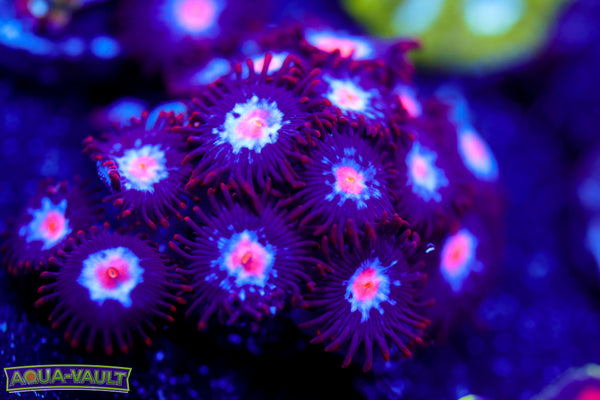 JPS Mystique Zoa