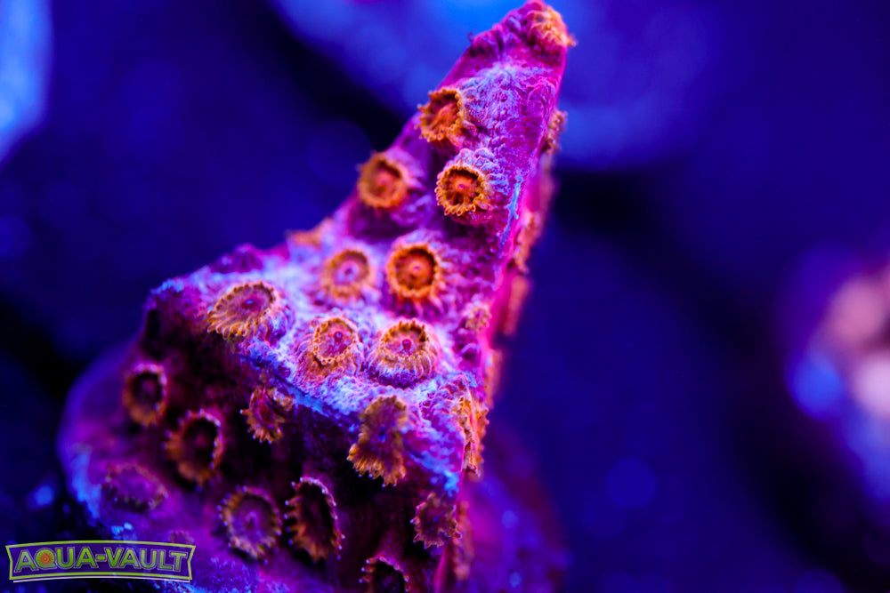 Copperhead Cyphastrea