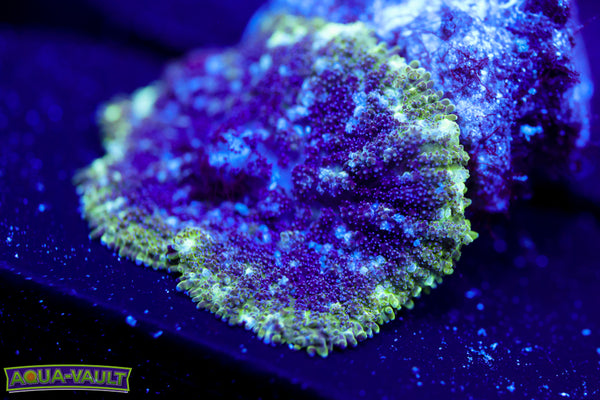 Toxic Rim Mushroom