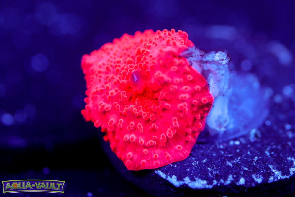 Deadpool Mushroom (pink side)