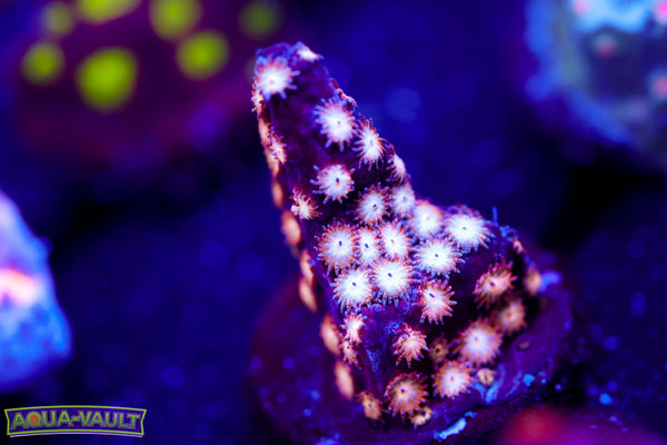 Iron Man Cyphastrea