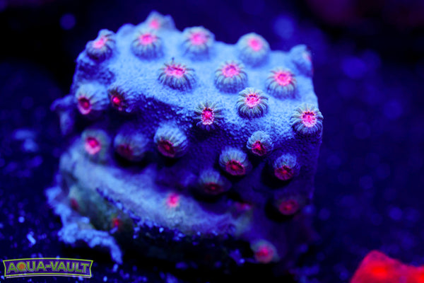 Meteor Shower Cyphastrea