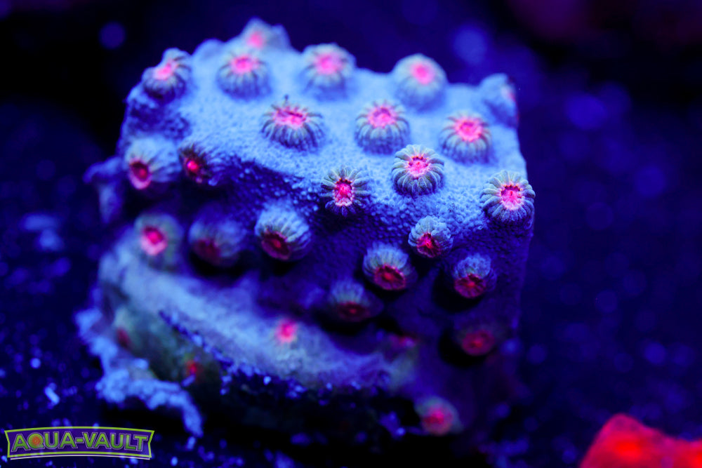 Meteor Shower Cyphastrea
