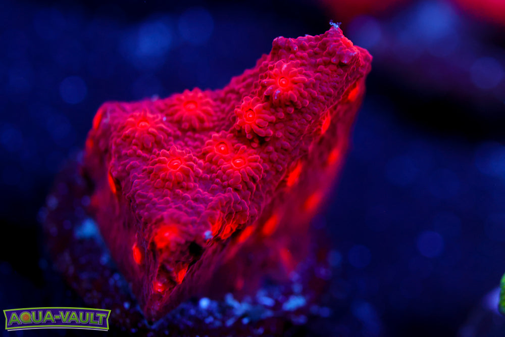 Blood Red Cyphastrea