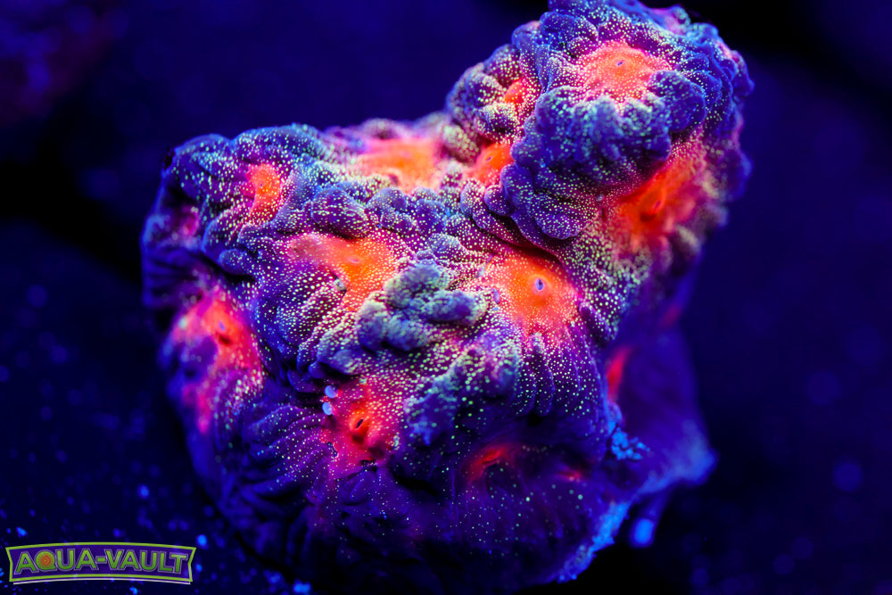 CC Space Cakes Favia