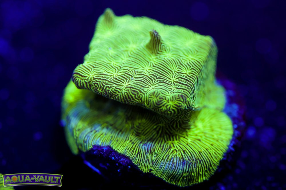 Branching Toxic Lepto