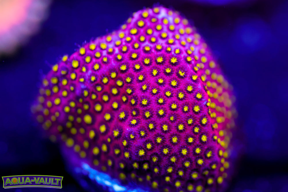 Electric Daisy Stylocoeniella 2