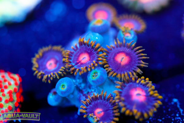V2 Blow Pop Zoa