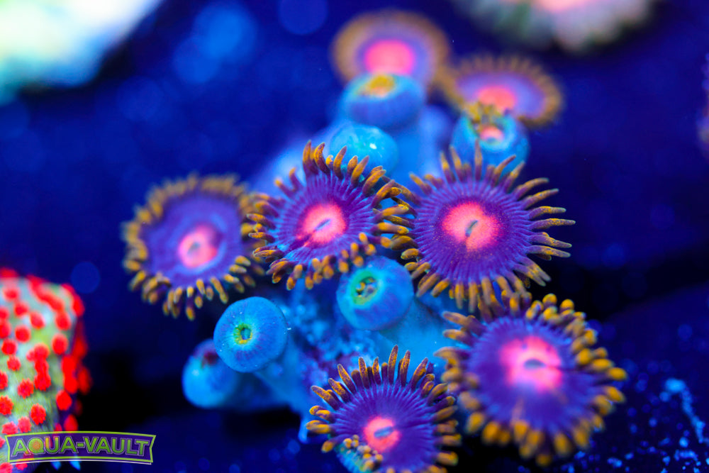 V2 Blow Pop Zoa