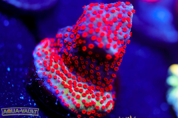 Chili Pepper Montipora