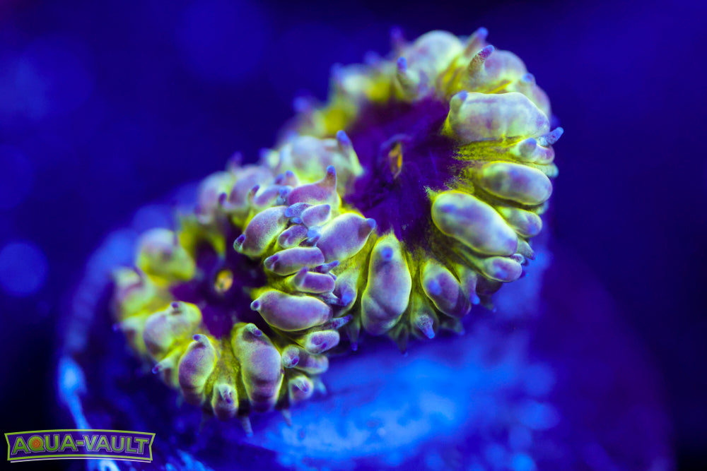 Master PPE Blasto Merletti 1