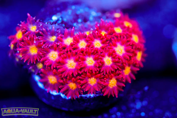 Combustion Micro Goni