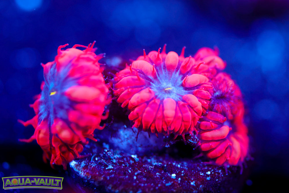 Superman Blasto Merletti 1