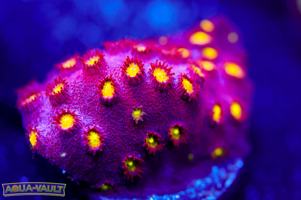 Bling Bling Cyphastrea