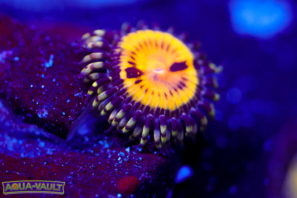 GB Butt Muncher Zoa