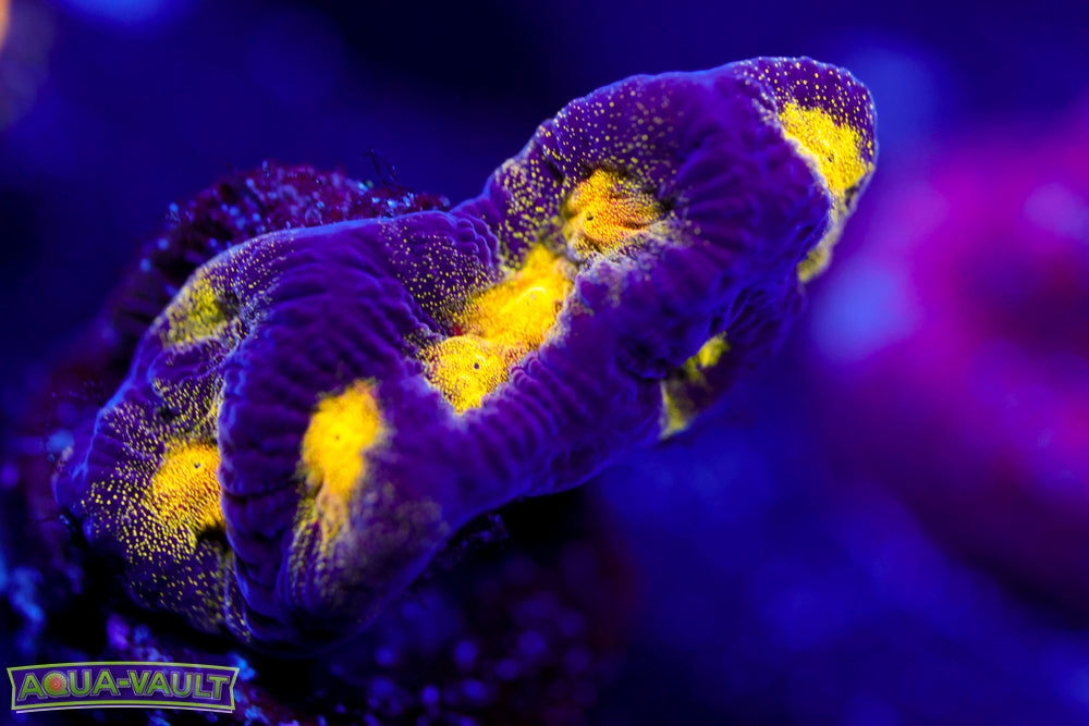 Black and Yellow Platygyra
