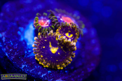 Exosphere Zoa + JF Stargazer Zoa $$$