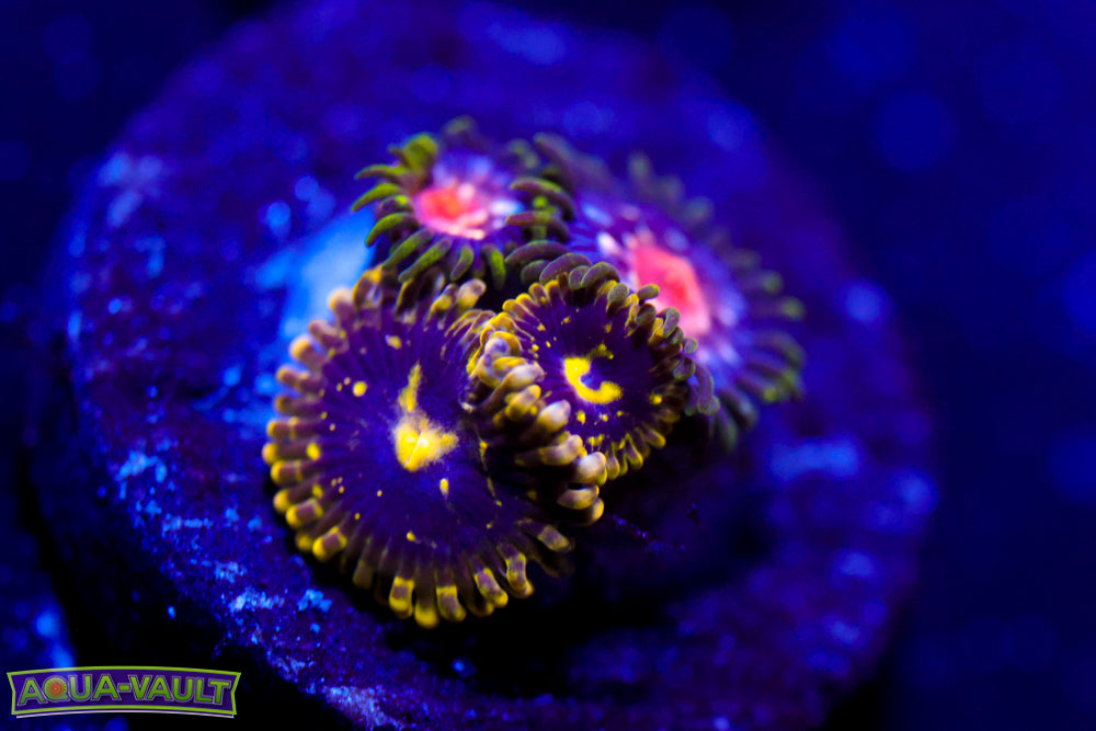 Exosphere Zoa + JF Stargazer Zoa $$$
