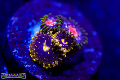 Exosphere Zoa + JF Stargazer Zoa $$$
